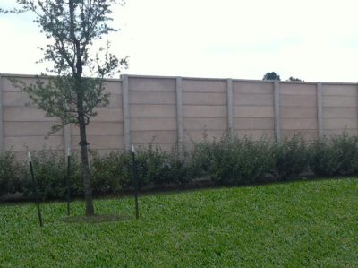 A young tree supported by stakes stands on a grassy lawn in front of a tall concrete wall with bushes growing along its base.