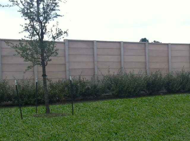 A young tree supported by stakes stands on a grassy lawn in front of a tall concrete wall with bushes growing along its base.