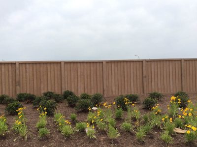 A row of yellow and green flowering plants grows in front of a tall, plain brown wooden fence under an overcast, cloudy sky.