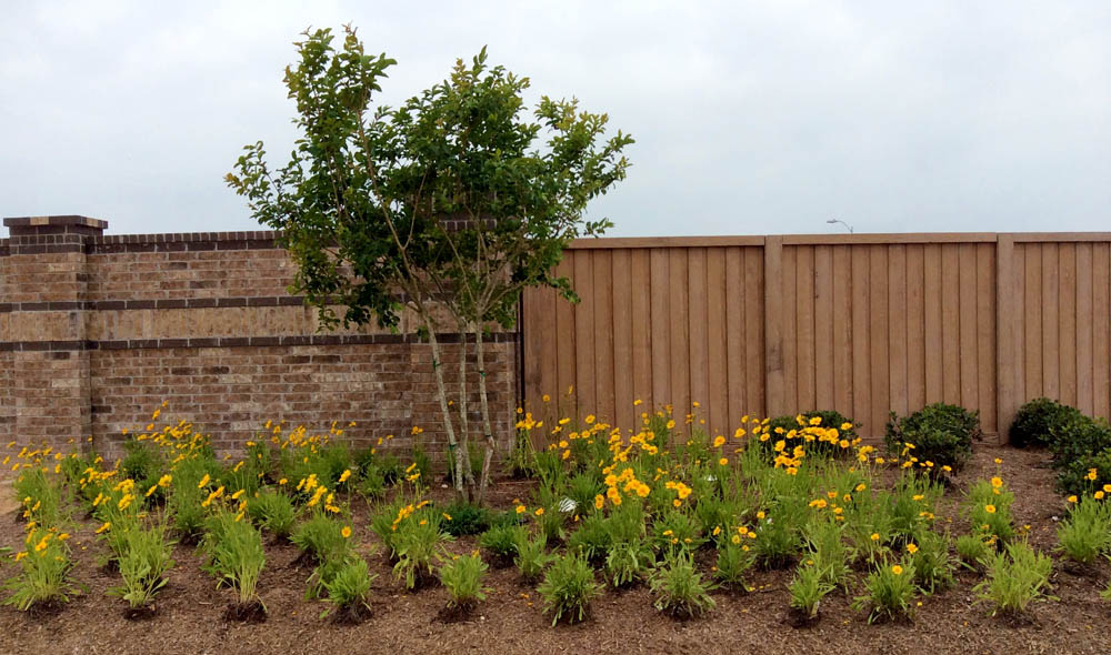 A small tree and clusters of yellow flowers are planted in a mulched garden bed next to a brick and wooden fence under a cloudy sky.
