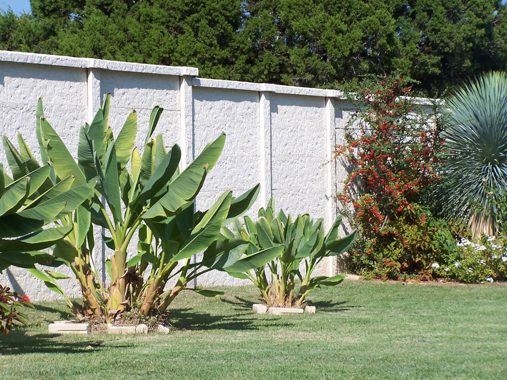 Two clusters of banana plants grow in a green lawn near a white textured wall, with tall green trees and colorful flowering shrubs in the background on a sunny day.